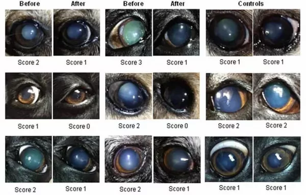 Lanosterol Drops before and After of Dogs Eyes